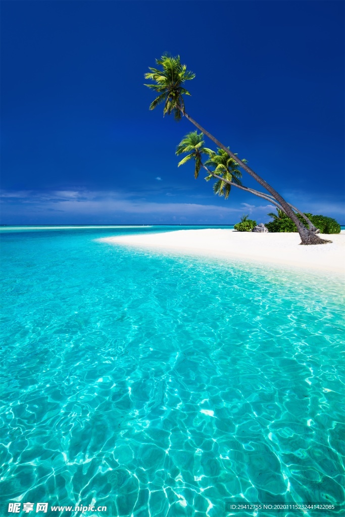 海灘棕櫚椰樹風景