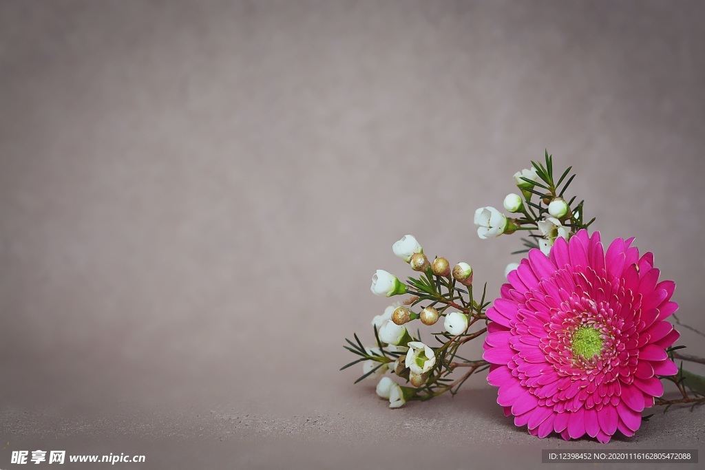 漂亮的非洲菊