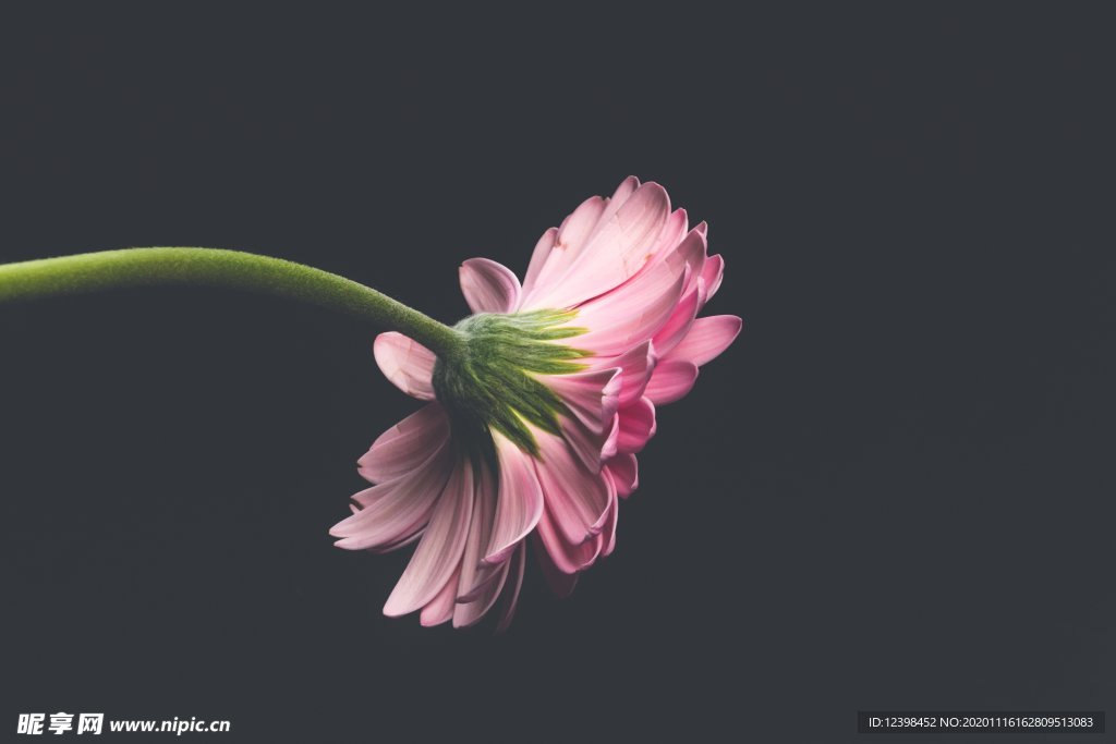 漂亮的非洲菊