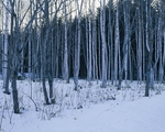 蒙茫茫雪原上的白桦林