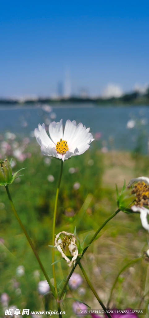 花背景