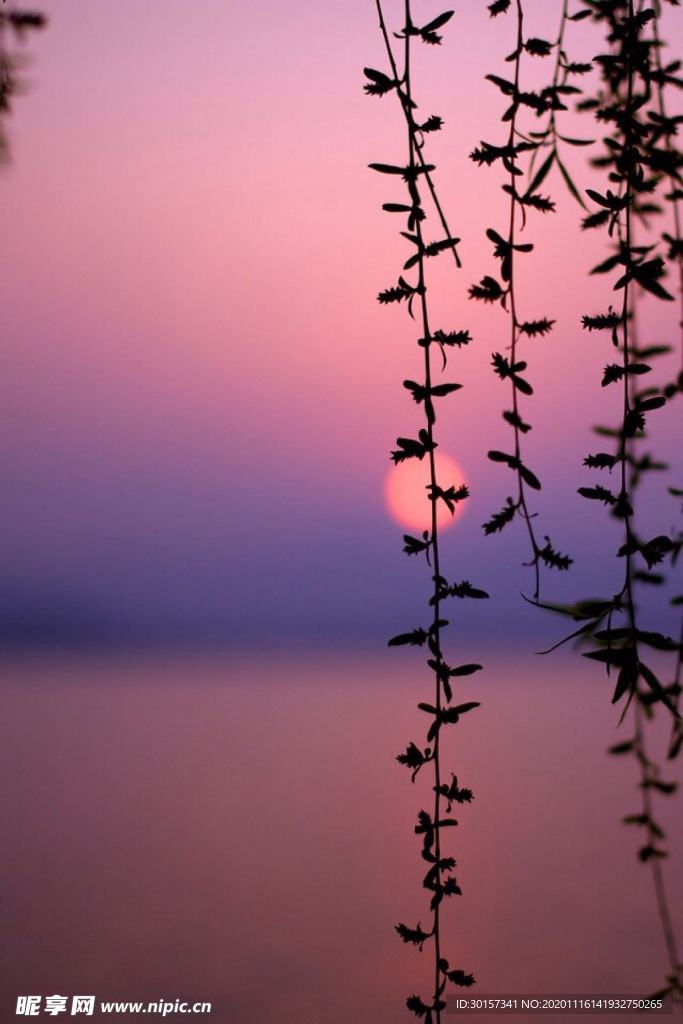 柳葉 樹葉 黃昏 壁紙 美景