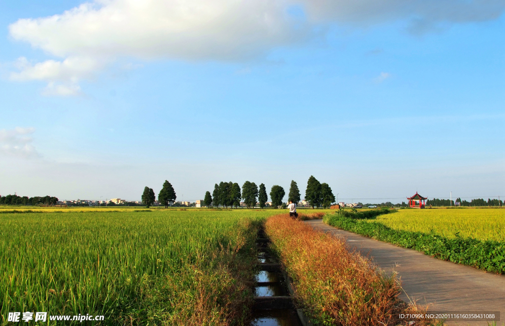 稻田風景