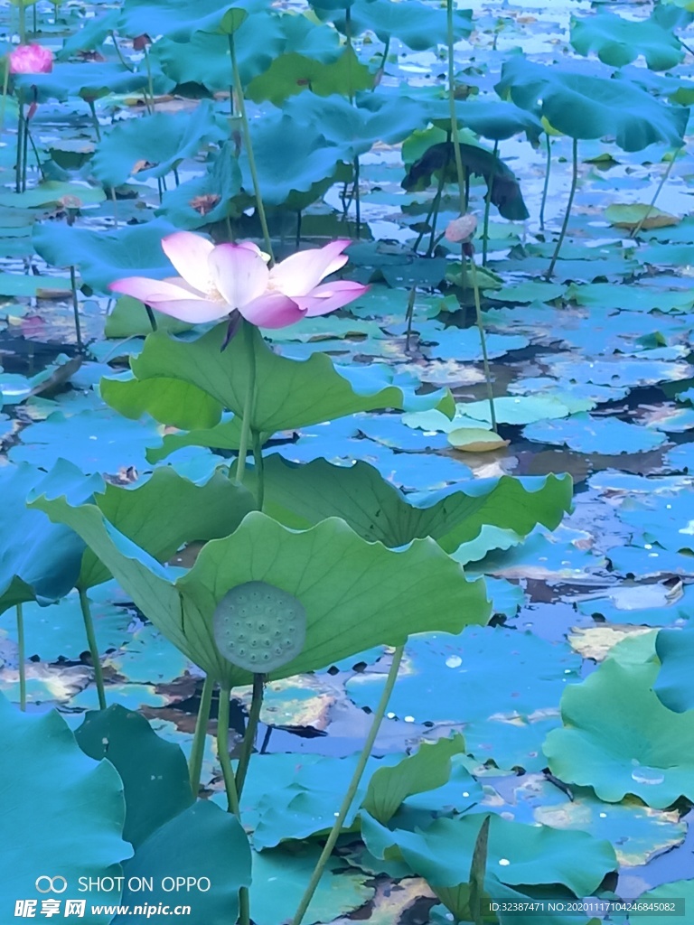 荷花