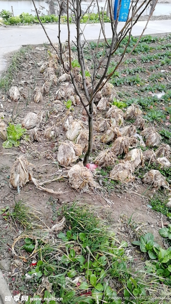 菜地