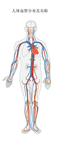 人体血管分布结构图