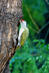 绿啄木鸟