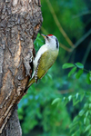 绿啄木鸟