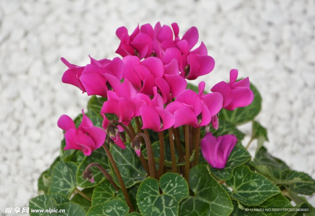 漂亮的仙客來鮮花攝影美圖