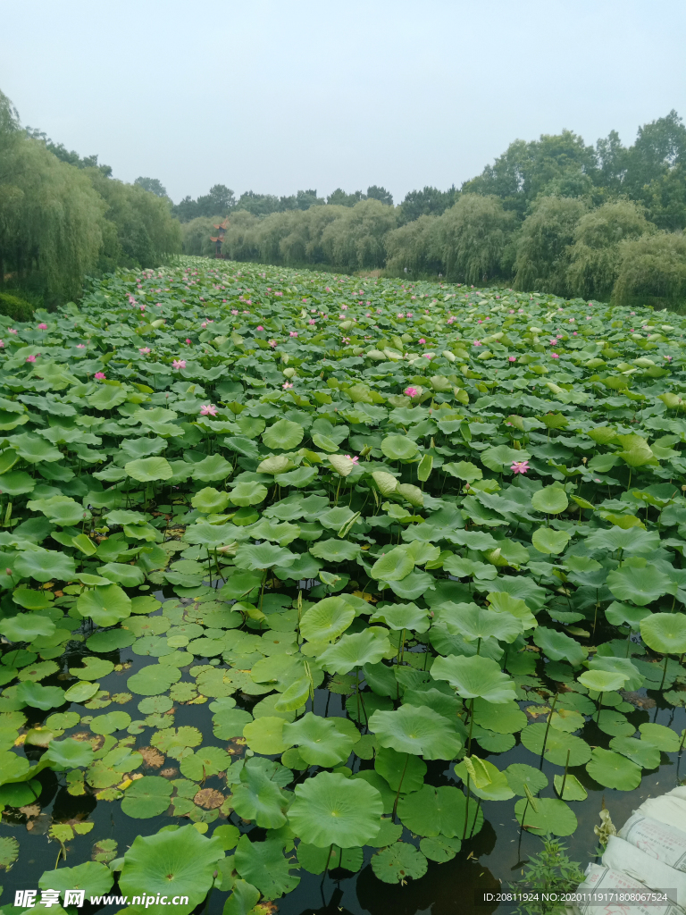 荷花池