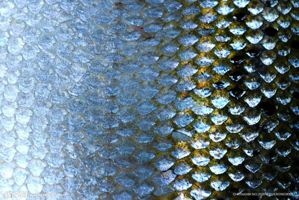 魚鱗魚片美食海報背景素材
