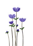 一丛紫色小花
