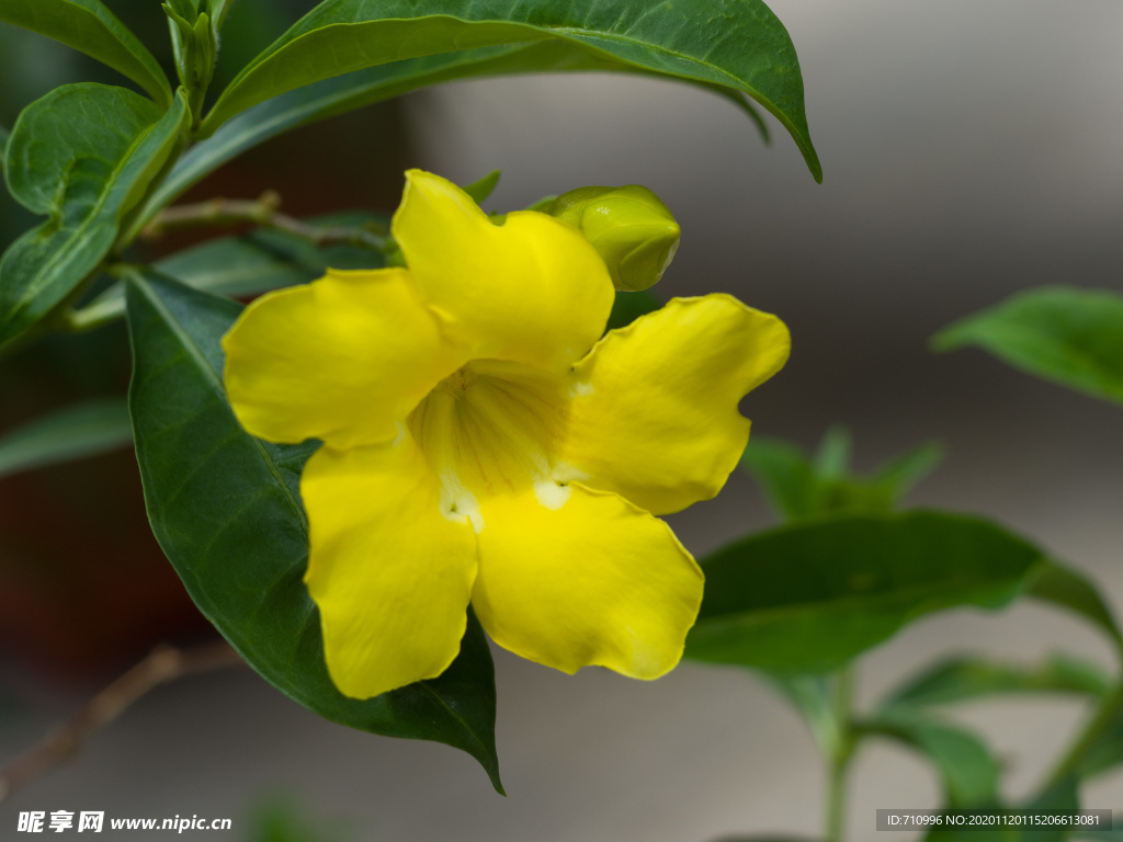 黃蟬花