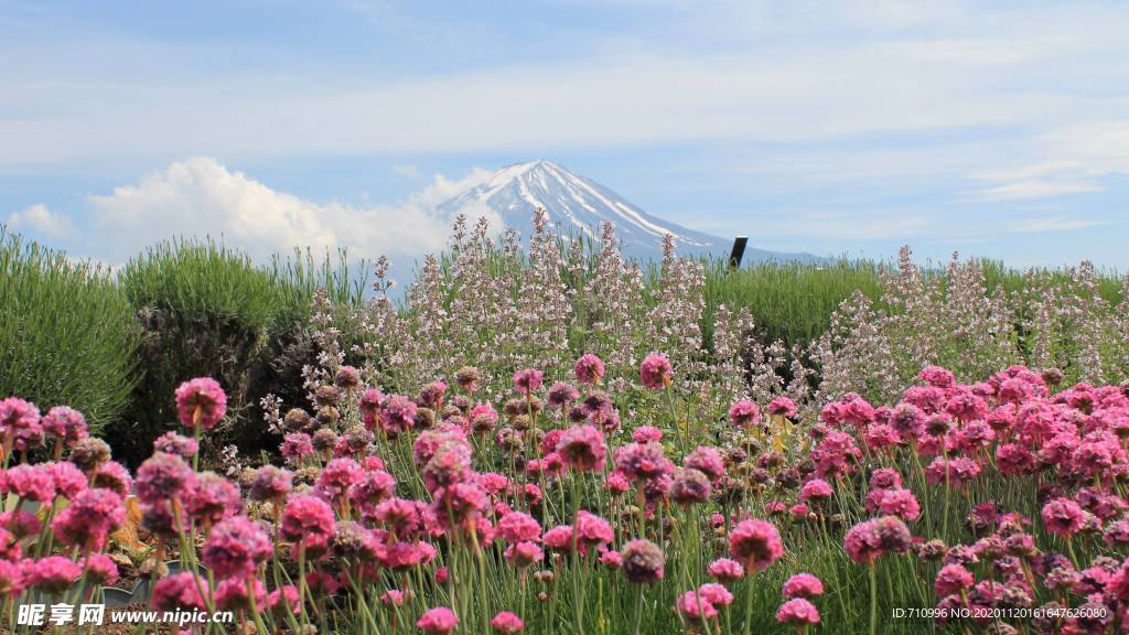 日本富士山
