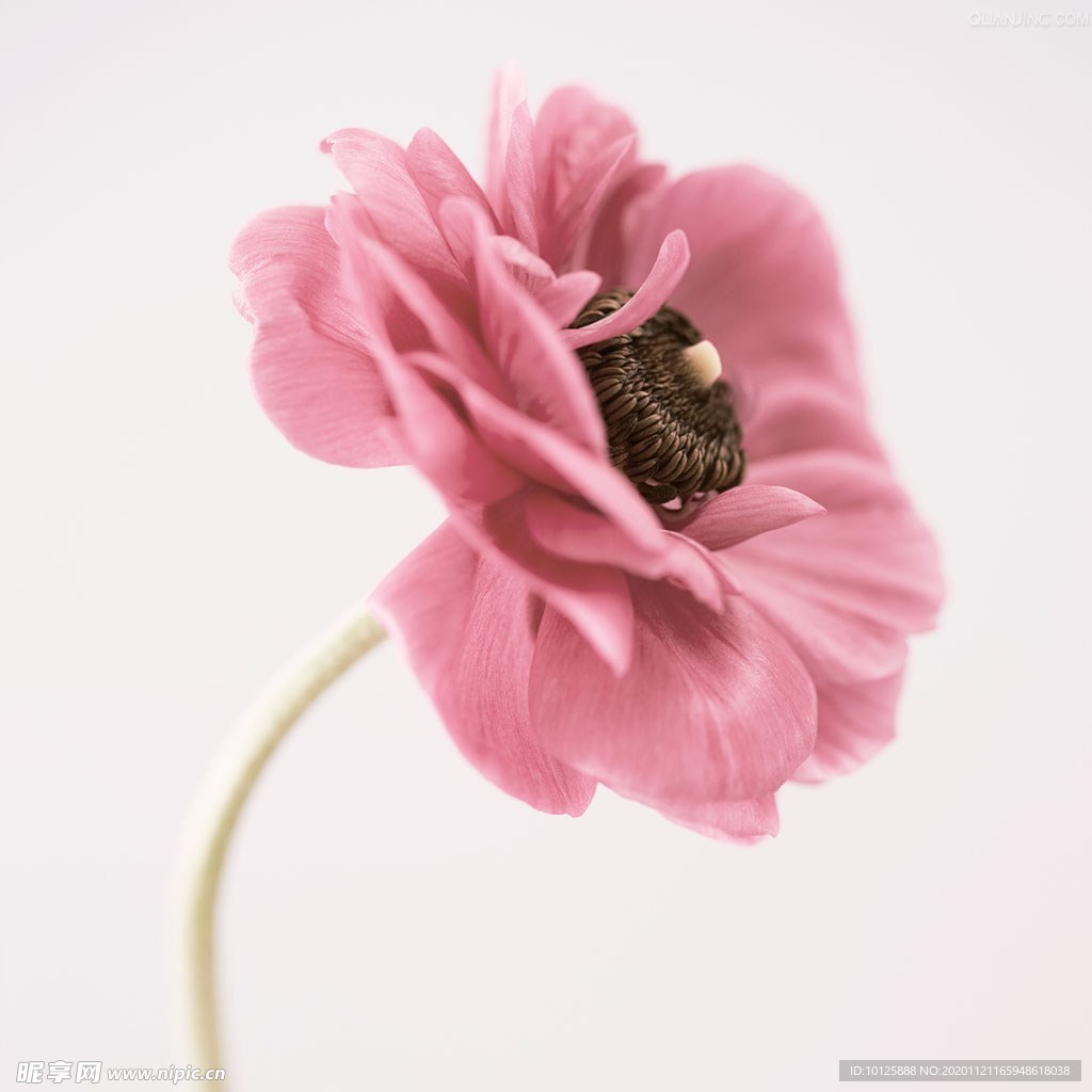 清新 唯美 花兒鮮花