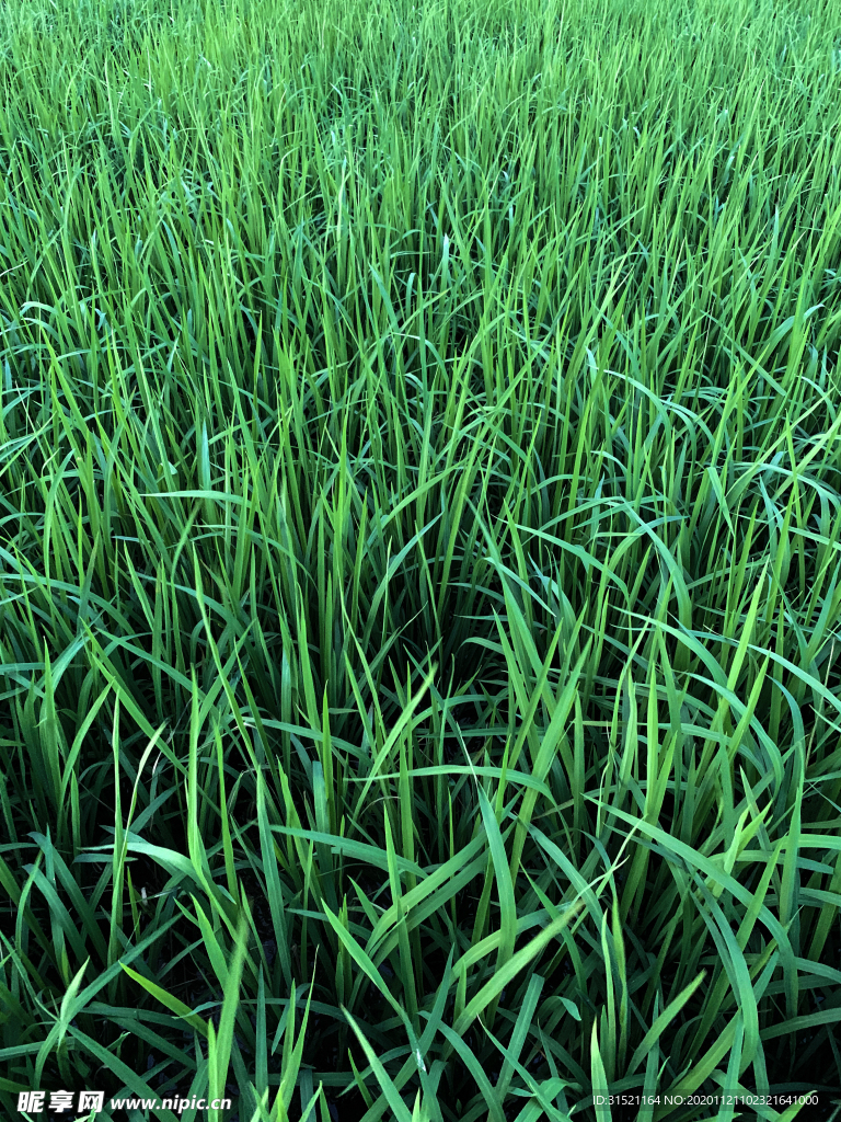 绿油油的稻叶拍摄图