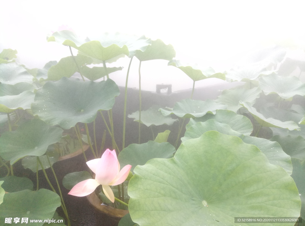 仙氣飄飄
