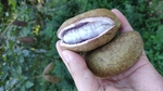 貴州特產八月瓜