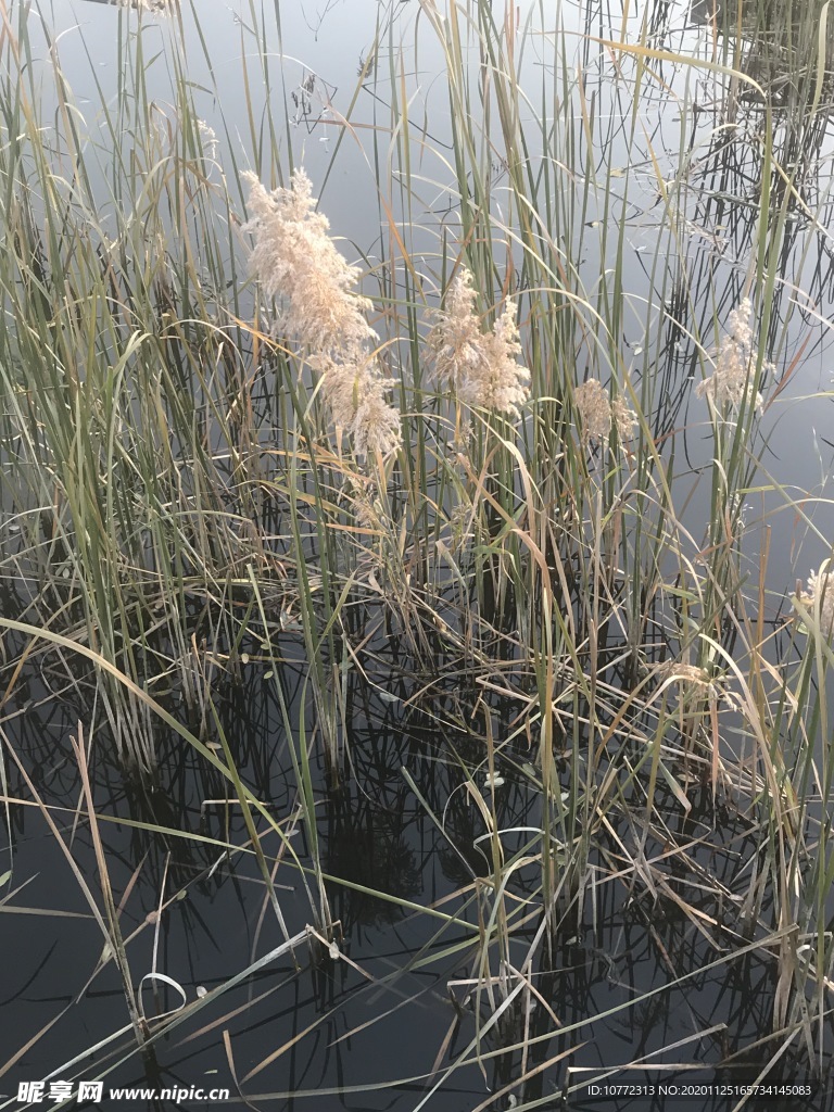 蘆葦圖片