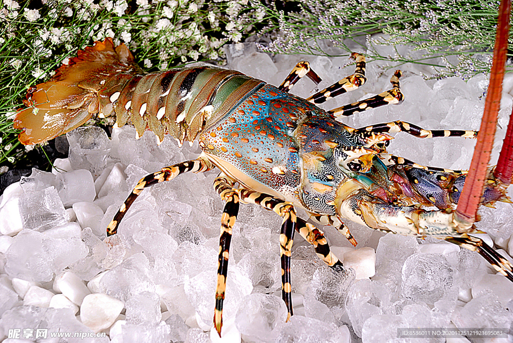 海鲜澳洲龙虾
