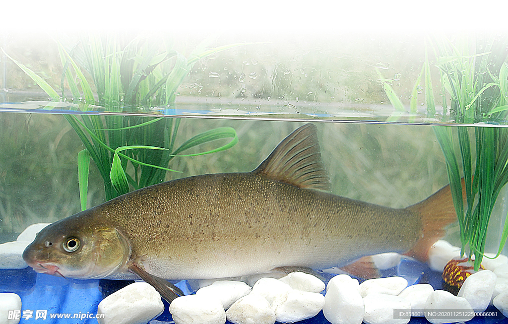 海鮮煨雅魚(yú)