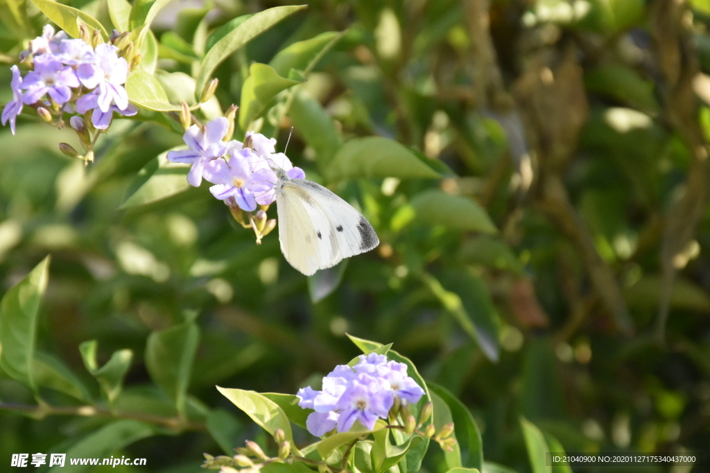 白色蝴蝶