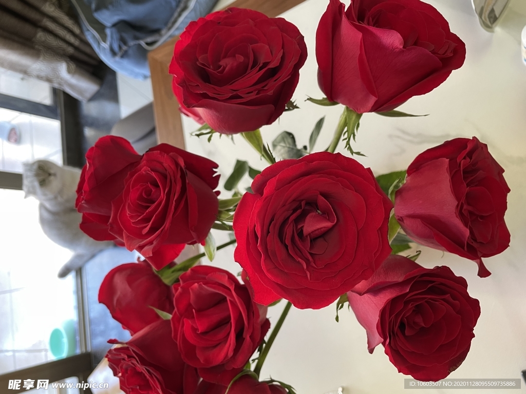 玫瑰花