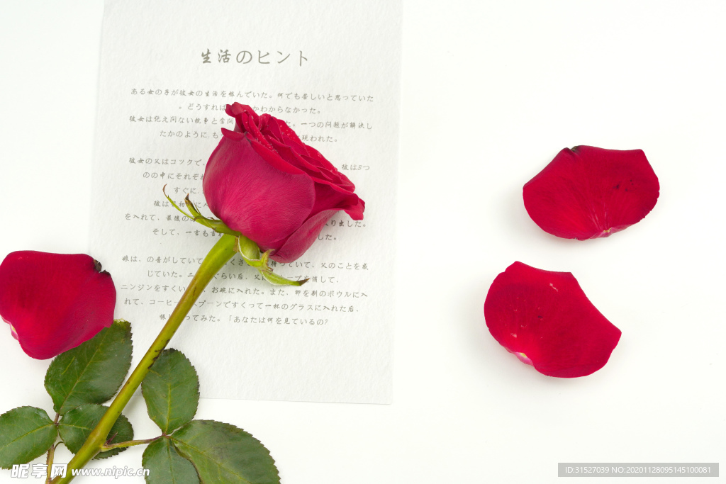 玫瑰花拍攝素材