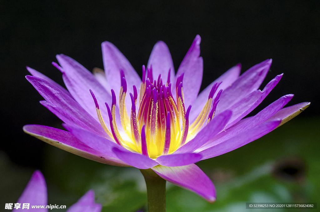 紫色花