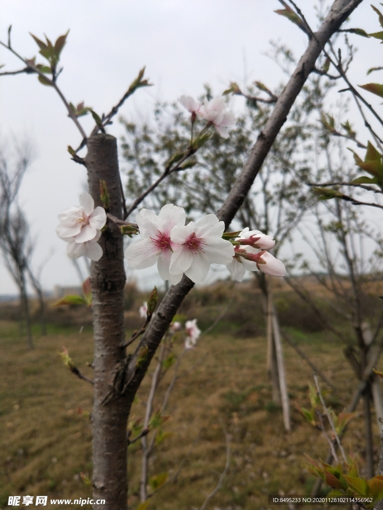 櫻花