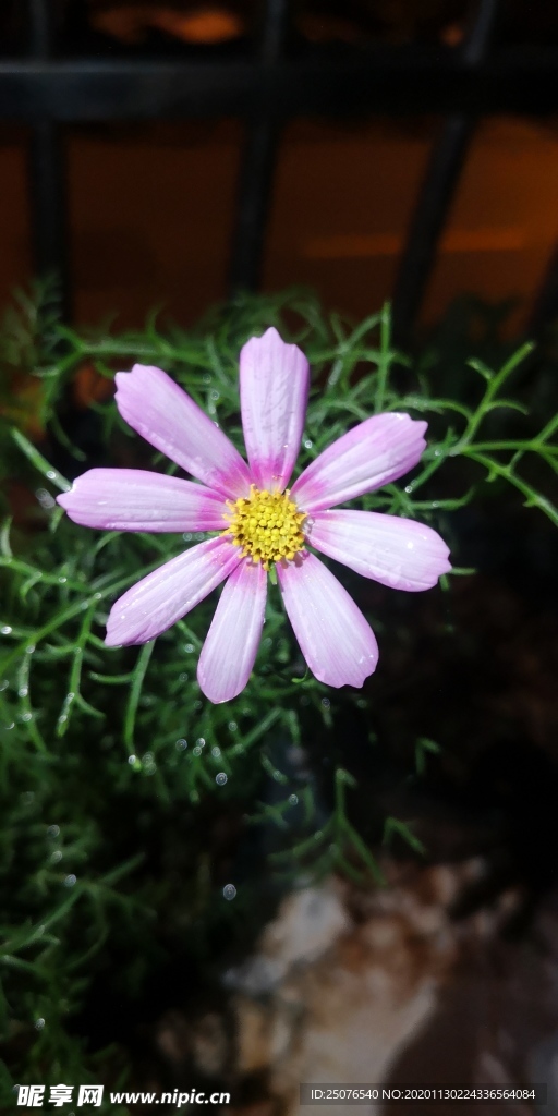 波斯菊