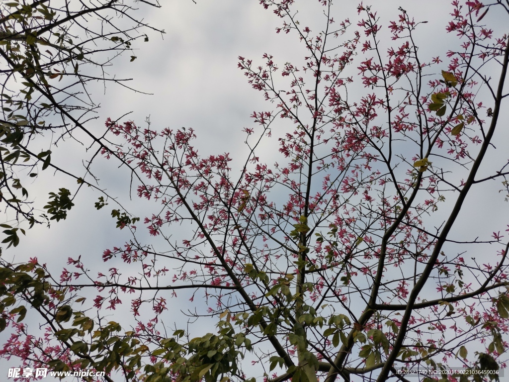 花
