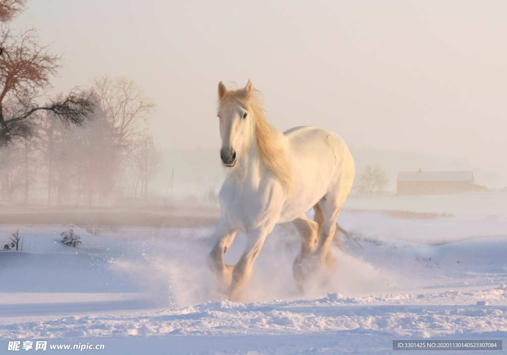 雪地奔跑的白马