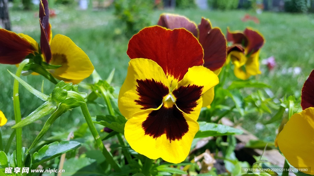 漂亮的三色堇鮮花