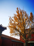 北京 紫禁城 故宫博物馆 银杏