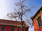 北京 紫禁城 故宫博物馆 柿子