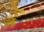 北京 紫禁城 故宫博物馆 银杏