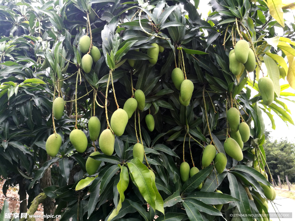 芒果園芒果圖