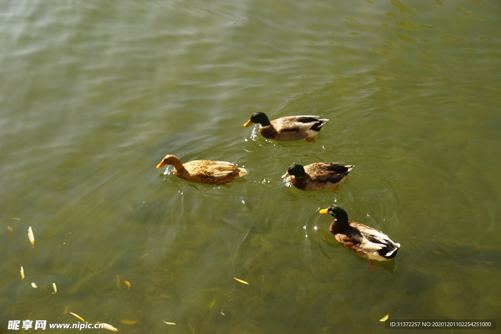 北海公園的鴨子