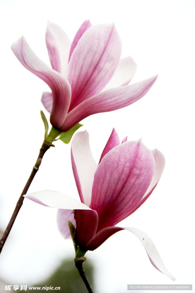 鮮花花朵花卉