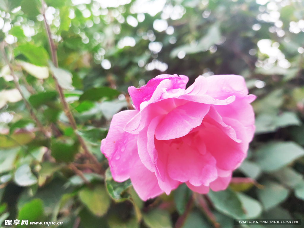 月季花朵花卉