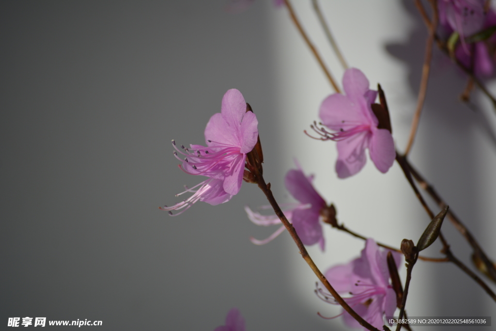 紫色干枝杜鹃花