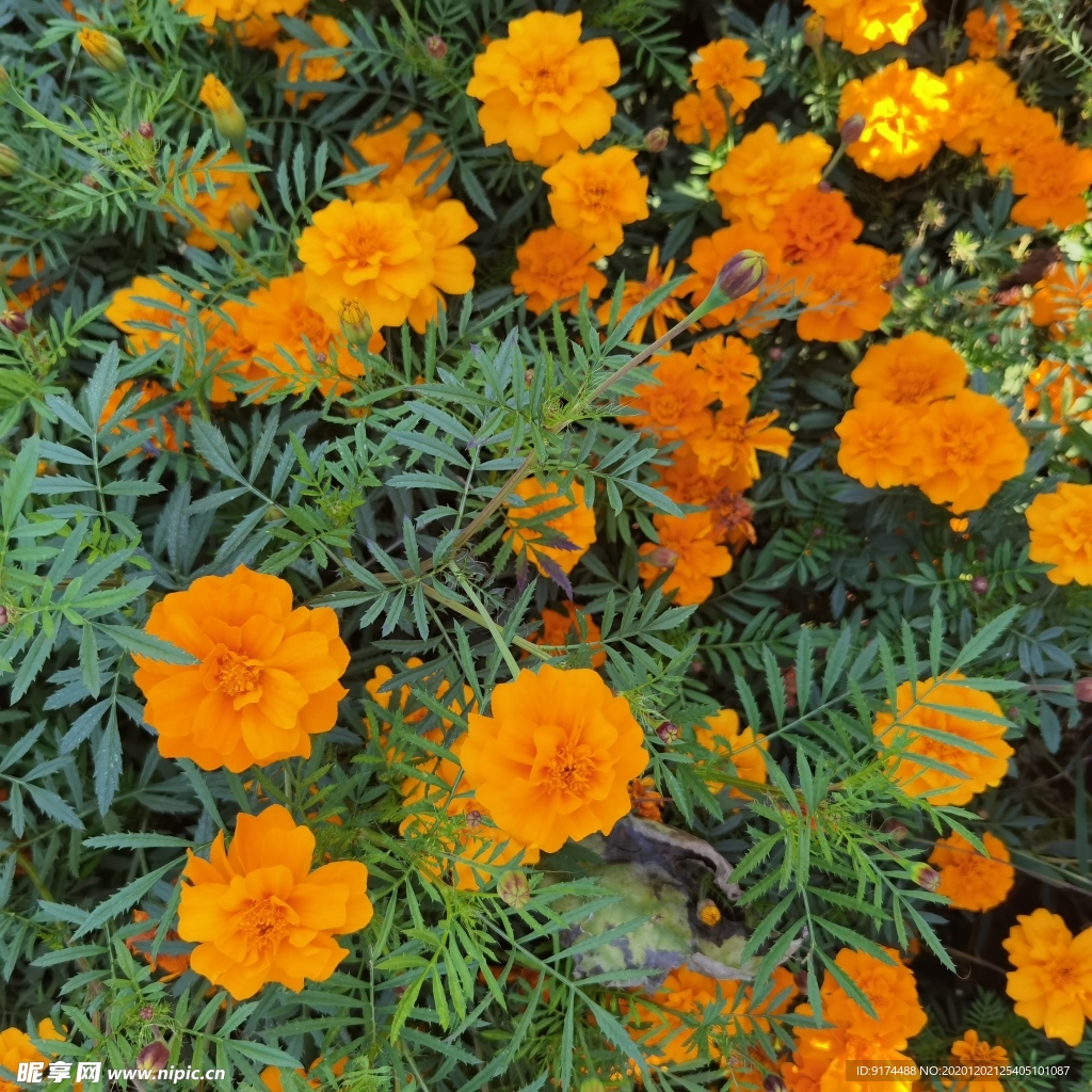 鮮花 植物