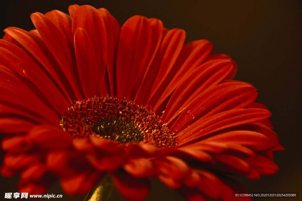 漂亮的非洲菊摄影美图
