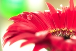 漂亮的非洲菊摄影美图