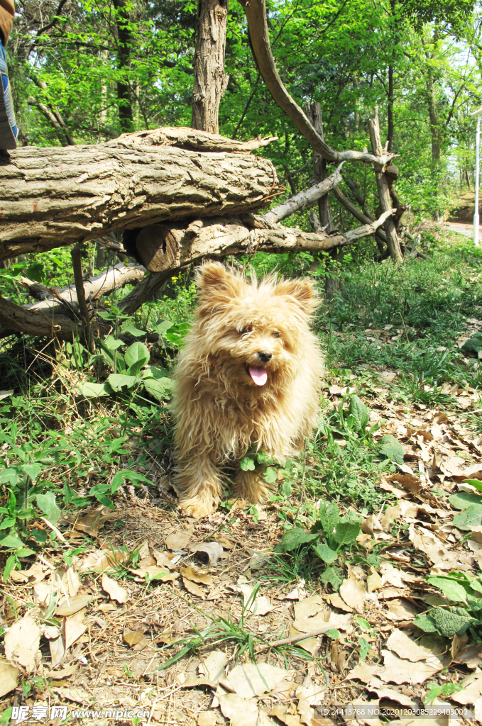 小狗寵物狗