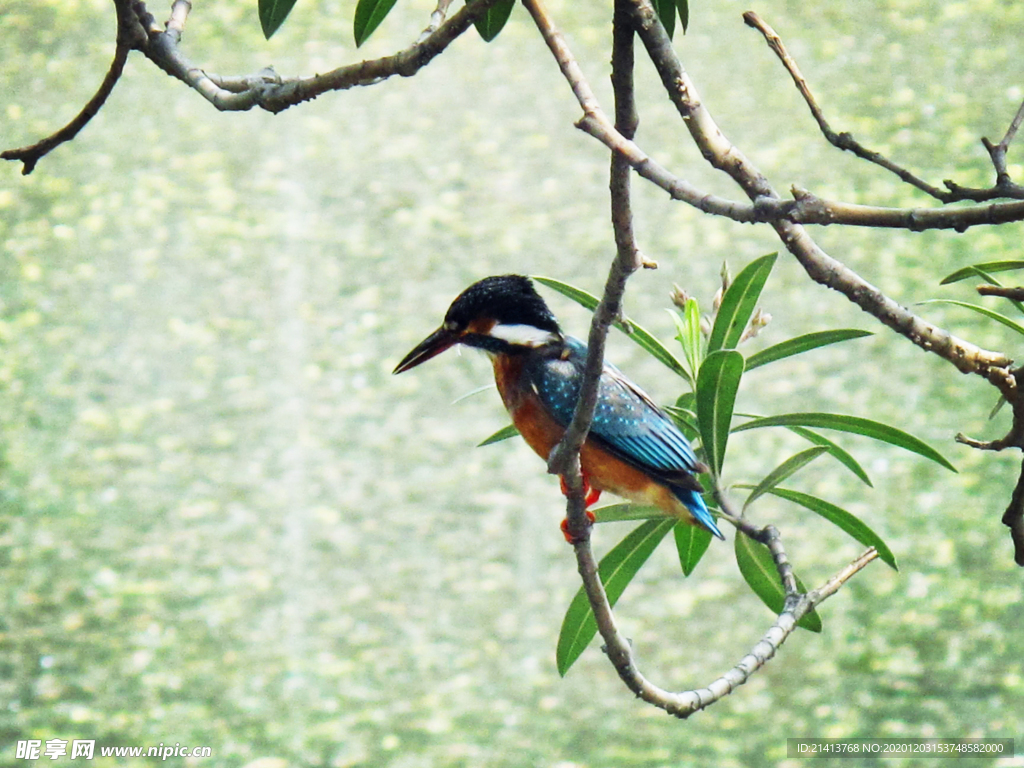 翠鳥小鳥動物