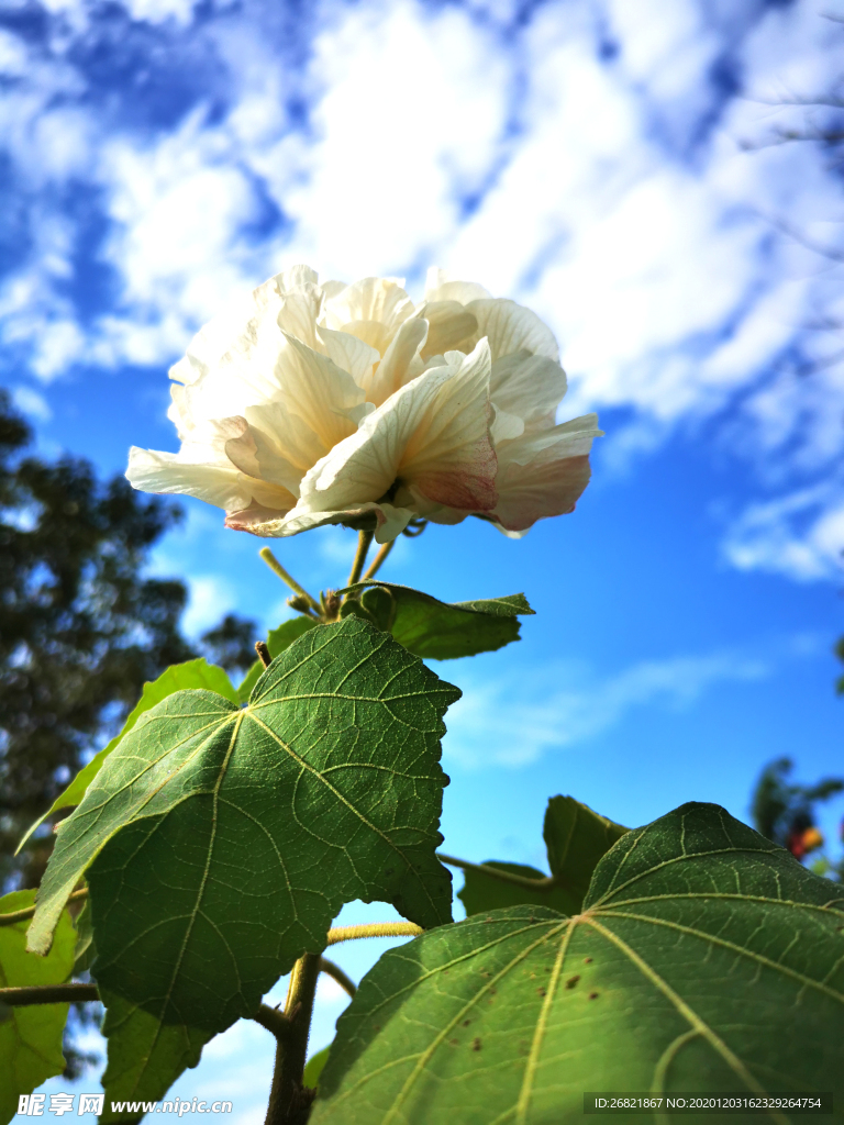 花