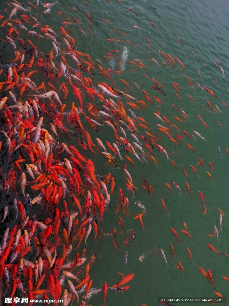 幸運鯉魚