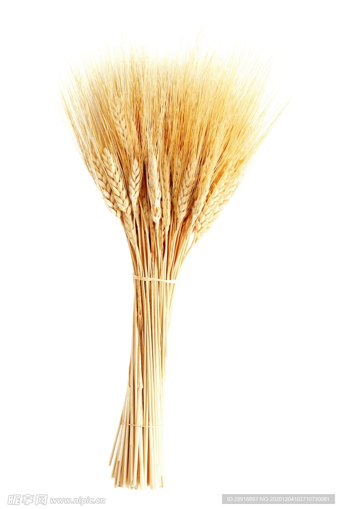 小麦稻谷